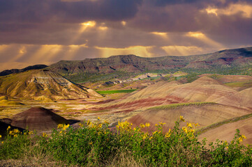 the yellow flowers of both chenactis (Chenactis nevii) and golden bee plant (Cleome platycarpa) make for a stunning contrast of color against the deep red of the Painted Hills.