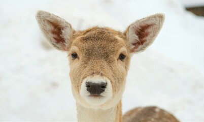 Deers in a wildlife zoo of Canada in winter