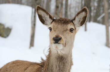 Deers in a wildlife zoo of Canada in winter