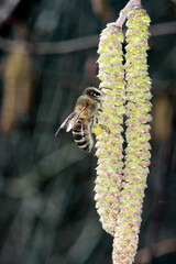 Haselnussstrauch und Bienen. Sie sammeln dort Bluetenstaub als Nahrung  --
Hazelnut bush and bees. There they collect pollen for food .