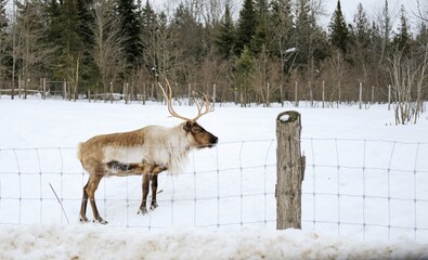 Deers in a wildlife zoo of Canada in winter
