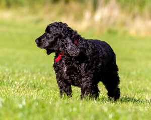 Cocker Spaniel