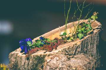 flowering trees and the beginning of spring