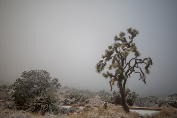 Snowy winter day in Joshua Tree
