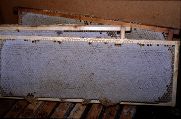 Bienen verdeckeln reife Honigwaben mit Wachsplaettchen, Thueringen, Deutchland, Europa   --  
Bees capped ripe honeycombs with wax plates, Thuringia, Germany, Europe 
