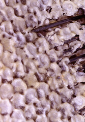 Entdeckelung der gefuellten Honigwaben bevor sie geschleudert werden     --  
Uncovering of the filled honeycombs before they are hurled 