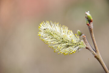 Pussy pussy willow flowers on a branch, blooming pussy willow in the spring forest. Palm Sunday symbol, earrings for Easter background