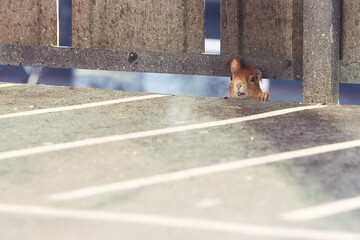 Neugieriges Eichhörnchen am Balkon - obrazy, fototapety, plakaty