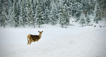 Deers in a wildlife zoo of Canada in winter