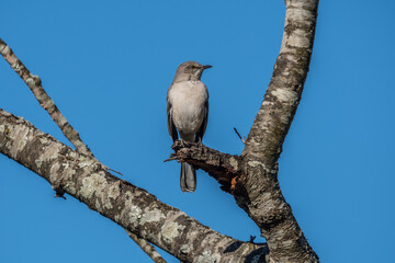 Eastern phoebe bird on a branch