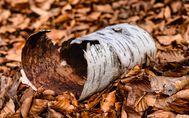 Birkenrinde im Herbstlaub