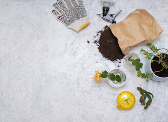 planting a houseplant, green flower shoot, gloves, earth in a paper bag, clock, top view