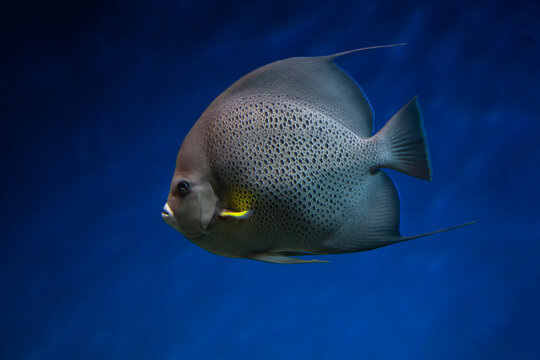 French angelfish (Pomacanthus paru). Fish under water. Blur.