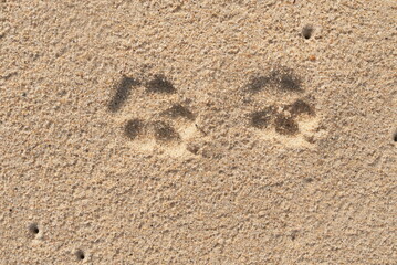 footprint in sand