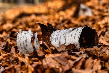 Birkenrinde im Herbstlaub