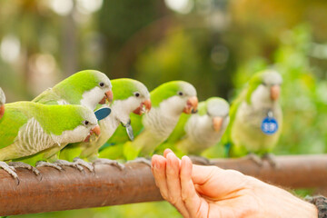 Monk parakeet (Myiopsitta monachus), the hand of an unrecognizable man feeding a group of wild parakeets