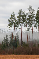 forest in the morning