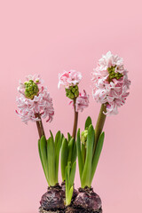 spring hyacinth flowers in buds, minimalistic composition on a delicate pink background. copy space