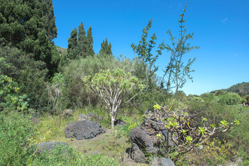 Gran Canaria botanical garden, Spain