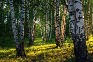 Naklejka premium Birch grove in summer at sunset on a sunny summer evening.