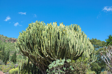 Large cactus rising to the sky in a botanical garden on the island of Gran Canaria, Spain. Europe
