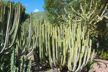 Large cactus rising to the sky in a botanical garden on the island of Gran Canaria, Spain. Europe