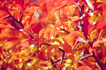 Bright Fantasy Fall Color on American Plum Tree Leaves