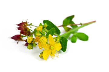 St. John's wort (Hypericum perforatum) fresh herb with yellow flowers isolated on a white background.