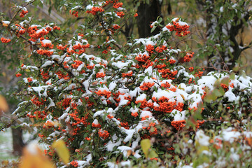 snow-covered mountain ash in the botanical garden at the beginning of winter