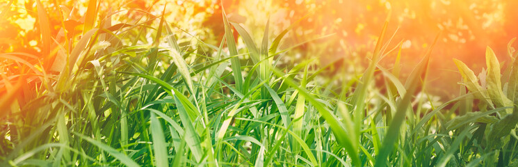Summer natural background. Grass, bright sunlight. Wide panoramic background for design.