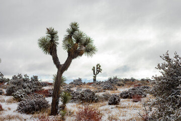 Stormy day in Joshua Tree