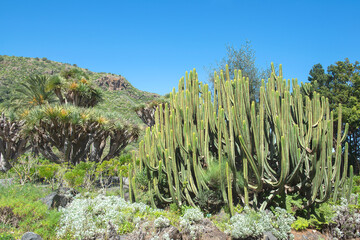 Large cactus rising to the sky in a botanical garden on the island of Gran Canaria, Spain. Europe