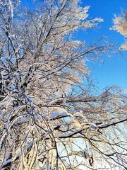 Snow-covered trees in hoarfrost against a clear blue sky. Bright winter day in the forest. Sunny cold weather.
