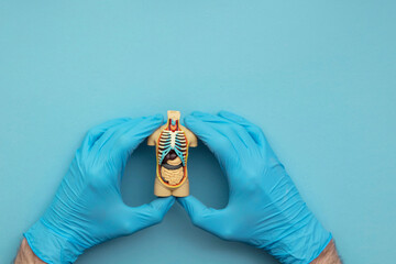 Doctor wearing blue surgical gloves holding an anatomical model of a human body