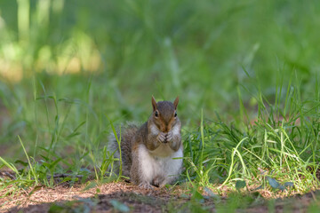 Naklejka na ściany i meble Portrait of Squirrel eating a peanut in a green meadow