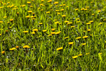 Yellow dandelions blooming in the meadow