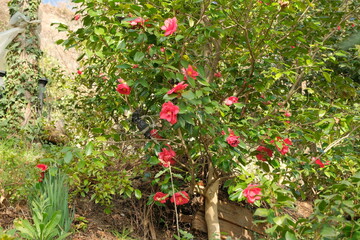Fiori su un albero di camelia all'interno di un parco.