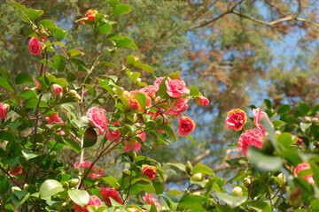 Fiori su un albero di camelia all'interno di un parco.
