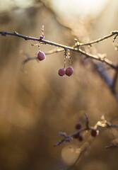 Frozen berries on a branch in a morning sun