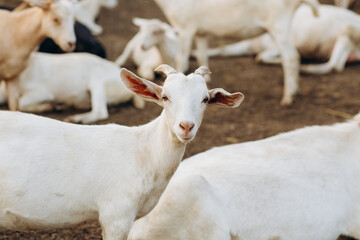 Goats on an eco farm