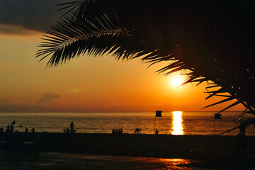 Fototapeta premium Palm Tree At Sunset