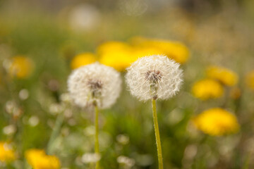 White dandelions in the field