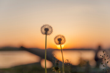 Fototapeta na wymiar White dandelions on sunset background