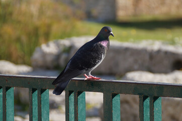 pigeon on the fence