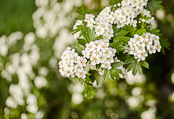Lovely delicate cherry blossom in warm spring weather for background