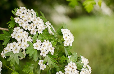 Lovely delicate cherry blossom in warm spring weather for background