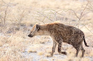 View of a black spotted hyena