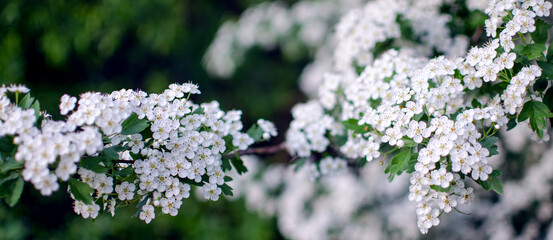 Lovely delicate cherry blossom in warm spring weather for background