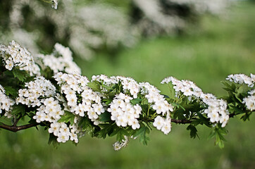 Lovely delicate cherry blossom in warm spring weather for background