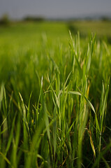 Little green sprouts appeared from the ground